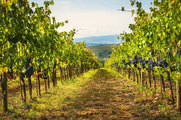 Autumn grape harvest in Tuscany, Italy — Stock Photo, Image