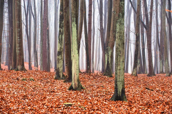 Incantato e magico paesaggio forestale — Foto Stock