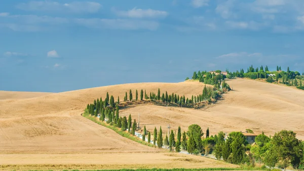 A régi cypress úton a gazdaság Toszkánában, ital mezők között — Stock Fotó