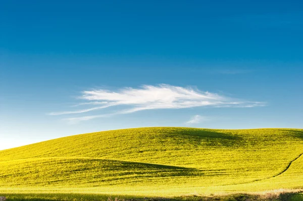 Gröna våren fält med en vacker struktur och blå himmel — Stockfoto