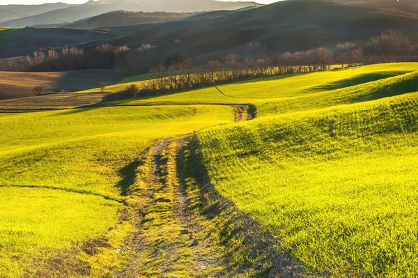 Зелене весняне поле з красивою структурою — стокове фото