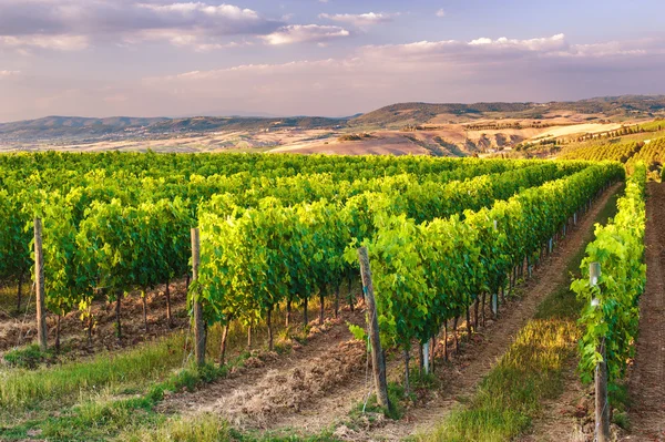 Beautiful vineyards on the hills of the peaceful Tuscany, Italy Stock Photo