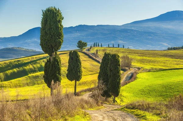 Pohon Cypress di jalan ke sebuah rumah pertanian di lanskap Tuscan — Stok Foto