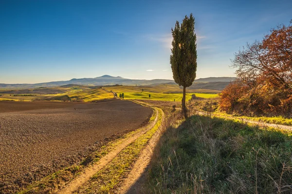 Cypress bomen op de weg naar een boerderij in het Toscaanse landschap — Stockfoto