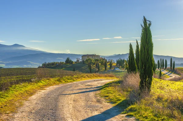 Cypress trees on the road to a farmhouse in the Tuscan landscape — Stock Photo, Image