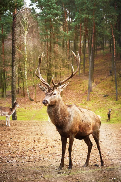 Potente cervo adulto rosso cervo in ambiente naturale autunno autunno — Foto Stock