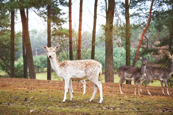 Potente cervo adulto rosso cervo in ambiente naturale autunno autunno — Foto Stock