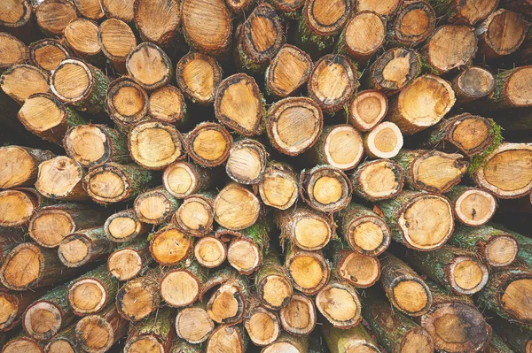 Troncos de árboles como fondo de bosque natural — Foto de Stock