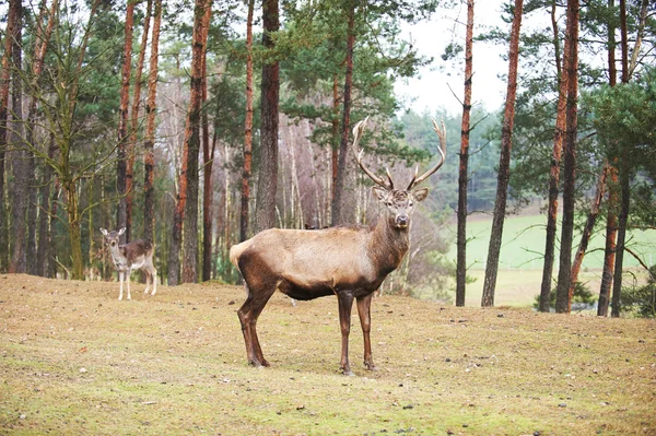 Powerful adult red deer stag in natural environment autumn fall — Stock Photo, Image