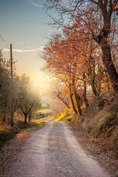 Het licht van de ondergaande zon op de bomen, de velden en de weg. — Stockfoto