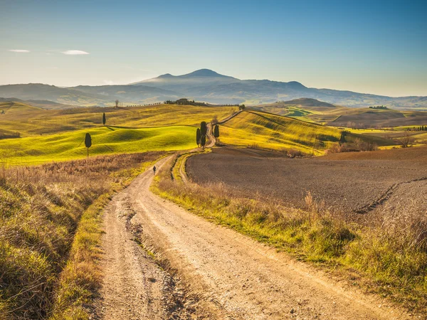 Cypress bomen op de weg naar een boerderij in het Toscaanse landschap — Stockfoto