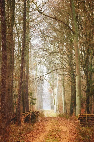 Foresta autunnale cupa — Foto Stock