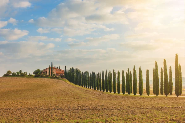 Cipressi toscani tornando a casa — Foto Stock