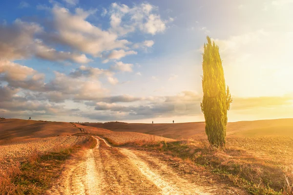 Eenzame cypress hoedster van de weg — Stockfoto