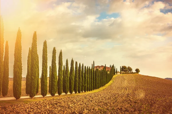 Cipreste toscano a caminho de casa — Fotografia de Stock