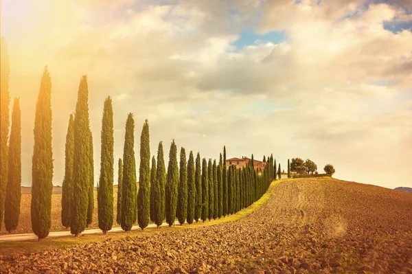 Árboles de ciprés toscanos de camino a casa — Foto de Stock