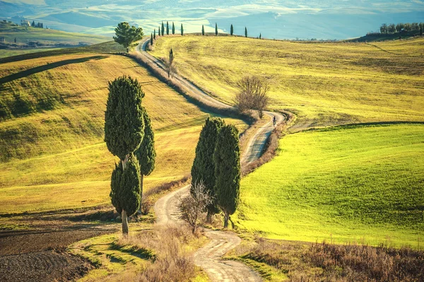 Cipreste árvores na estrada para uma fazenda na paisagem toscana — Fotografia de Stock