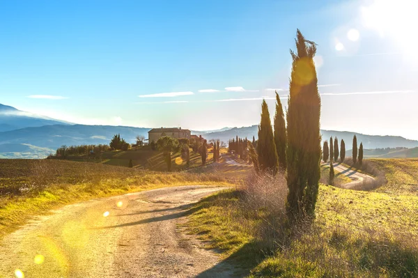 Cipreste árvores na estrada para uma fazenda na paisagem toscana — Fotografia de Stock