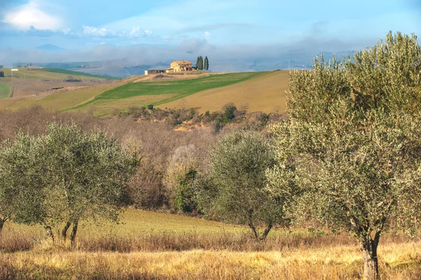 Landscape of olive trees in the background Tuscan farm.