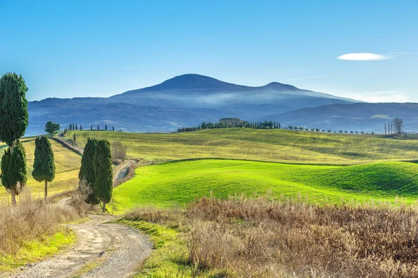 Cipreste árvores na estrada para uma fazenda na paisagem toscana — Fotografia de Stock