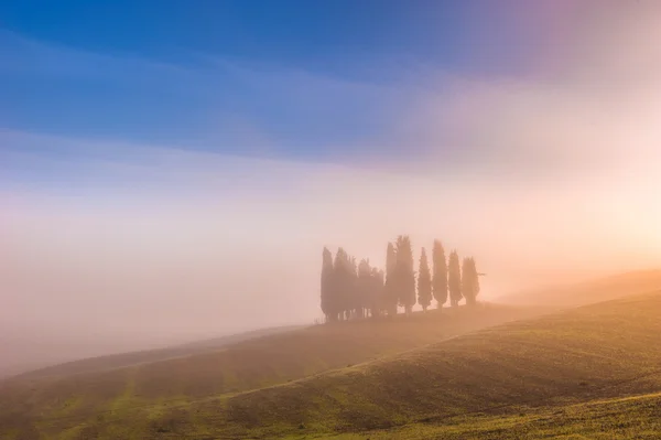 Cipreste toscano árvores nos campos em uma luz fantástica do r — Fotografia de Stock