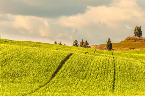 สนามสีเขียวฤดูใบไม้ผลิที่มีเส้น, ท้องฟ้าเมฆสีฟ้าในพื้นหลัง — ภาพถ่ายสต็อก