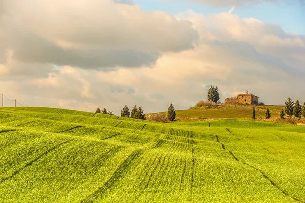 Campo verde primavera com linhas, céu azul nublado no fundo — Fotografia de Stock