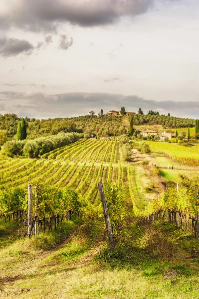 Fields of vineyards in the Italian landscape — Stock Photo, Image