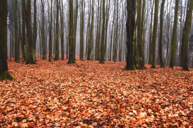 Büyülü ve büyülü orman manzara