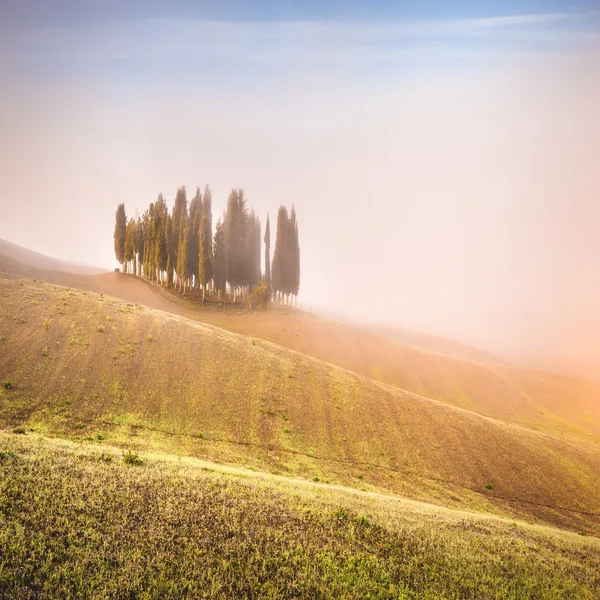 Cipreste toscano árvores nos campos em uma luz fantástica do r — Fotografia de Stock