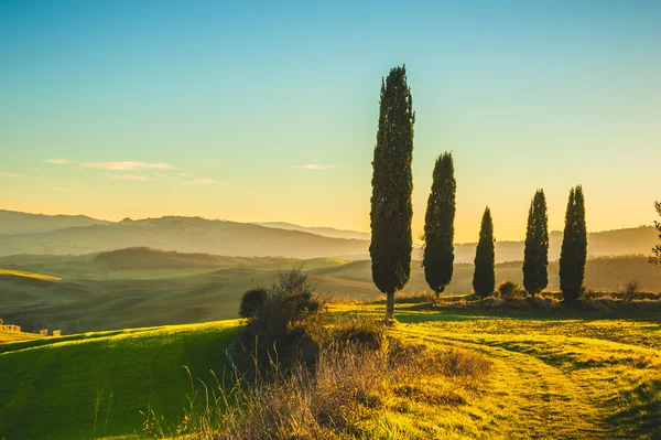 Ciprestes à luz do pôr do sol sobre os campos da Toscana . — Fotografia de Stock
