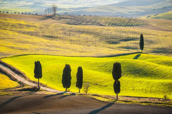 Cypress bomen op de weg naar een boerderij in het Toscaanse landschap — Stockfoto