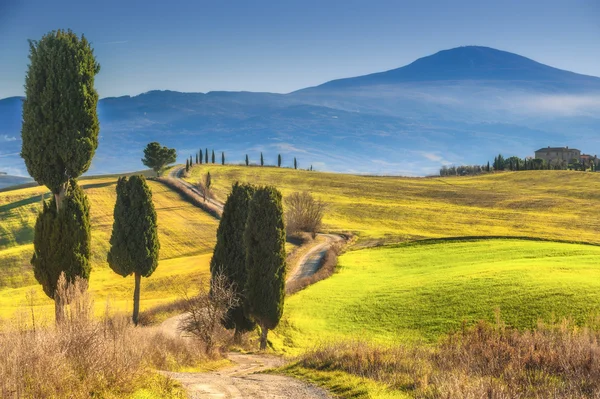 Cypress trees on the road to a farmhouse in the Tuscan landscape — Stock Photo, Image