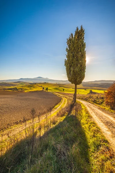Cypress bomen op de weg naar een boerderij in het Toscaanse landschap — Stockfoto