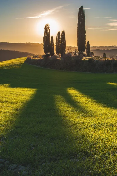 Cypresses in the light of the setting sunset over Tuscan fields. — Stock Photo, Image