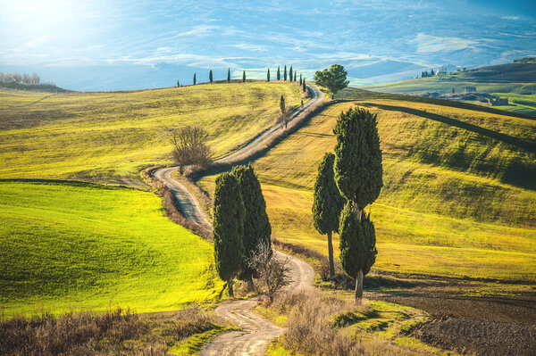 Кипарисы на дороге к ферме в тосканском ландшафте
