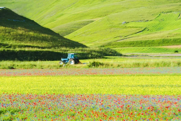 Трактор растет зеленая весна красочное поле . — стоковое фото