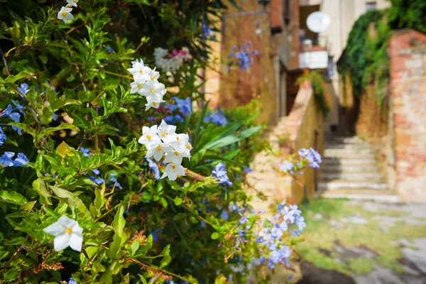 Mooie blauwe en witte bloemen in een Toscaanse steegje. — Stockfoto