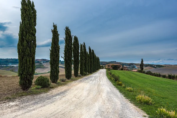 Cypresses on the road — Stock Photo, Image