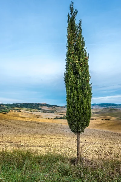 Cypresses บนท้องถนน — ภาพถ่ายสต็อก