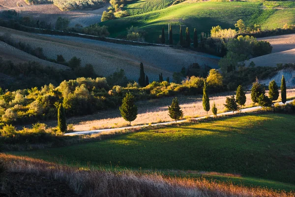 Ciprés verde en el camino entre campos — Foto de Stock