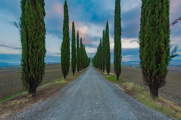 Route célèbre de cyprès dans de belles formes — Photo