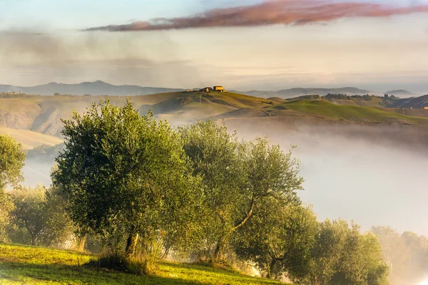 Pohon Zaitun di perbukitan Tuscany . — Stok Foto