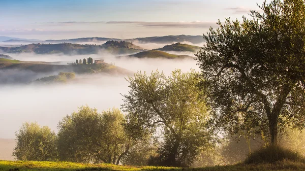Оливкові дерева на пагорбах Тоскани. — стокове фото
