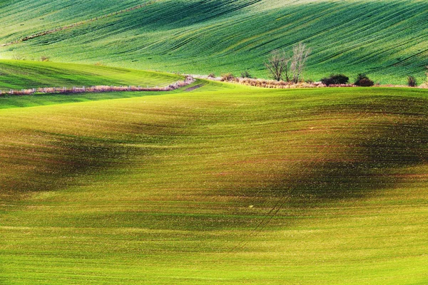 Campagna ceca, Moravia meridionale . — Foto Stock