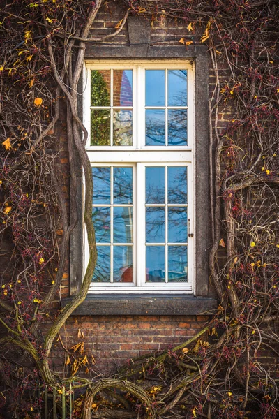 Herbstfenster in einem gotischen Gebäude als Hintergrund — Stockfoto