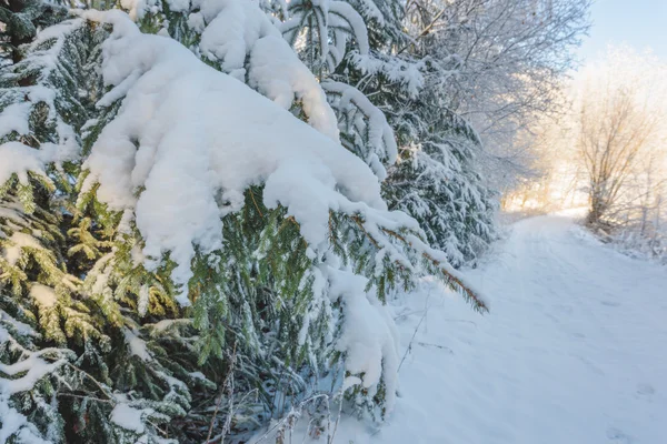 Caule de árvore de Natal polvilhado com neve na floresta . — Fotografia de Stock