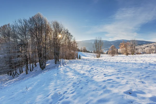 Árvores cobertas de neve nas montanhas com longas sombras . — Fotografia de Stock