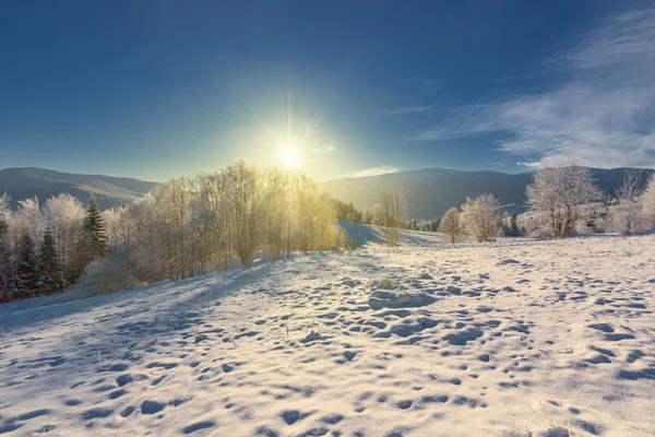 Árvores cobertas de neve nas montanhas com longas sombras . — Fotografia de Stock
