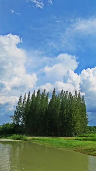 Yüksek ağaçları ve nehir mavi gökyüzü arka plan ile bir parçası